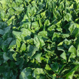 MoBao 618 Large-Leaf Spinach Seeds - High-quality hybrid variety, high yield, cold and heat tolerant