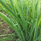 'Jiemei' Broadleaf Chinese Leek Seeds - Tender Low-Fiber Leaves, Cold-Resistant, High-Yield, Fast-Growing