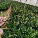 MoBao 618 Large-Leaf Spinach Seeds - High-quality hybrid variety, high yield, cold and heat tolerant