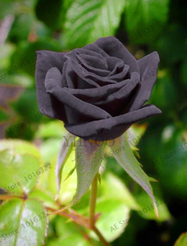 Rare Rose Seeds Black Rose Flower for home garden flowers (Color: 10)