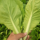 Sweet Crispy 'Chiye' Pak Choi Seeds - Fast-Growing, High-Yield, Strong Disease Resistance, Low Fiber & Tender Taste