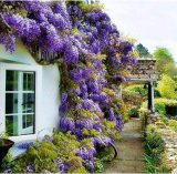 Blue Japanese Wisteria Fresh Viable Seeds Amazing Climber