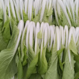 'Jiemei' Pak Choi Seeds - White Stems, Heat-Tolerant & High-Yielding, Easy to Grow