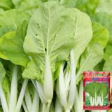 'Jiemei' Pak Choi Seeds - White Stems, Heat-Tolerant & High-Yielding, Easy to Grow