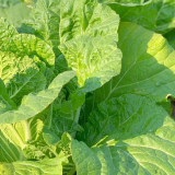 Jiemei 203 Xiayang Chinese Cabbage Seeds - Premium Hybrid Variety, Early Maturing, Heat Tolerant