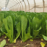 Dwarf Sweet Spring Choi Seeds - Tender, Heat Tolerant, Easy to Grow, High Yield