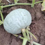 'Jiemei' Silver Chestnut Pumpkin Seeds - F1 Hybrid, Oblate Gray-White Fruit, High Starch Flesh & Disease Resistancea