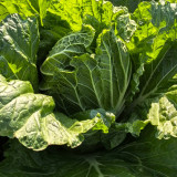 Jiemei 203 Xiayang Chinese Cabbage Seeds - Premium Hybrid Variety, Early Maturing, Heat Tolerant