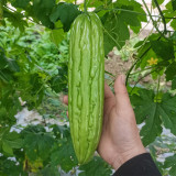 'Jiemei No.3' Bitter Gourd Seeds - Mid-Early Maturing Variety, Thick Flesh, High Yield & Disease Resistance
