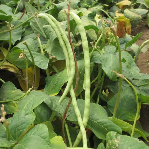 'Jiefeng' Dwarf Long Bean Seeds - Crisp Tender Pods, No-Trellis, High-Yield Variety for Garden