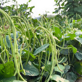 'Jiefeng' Dwarf Long Bean Seeds - Crisp Tender Pods, No-Trellis, High-Yield Variety for Garden