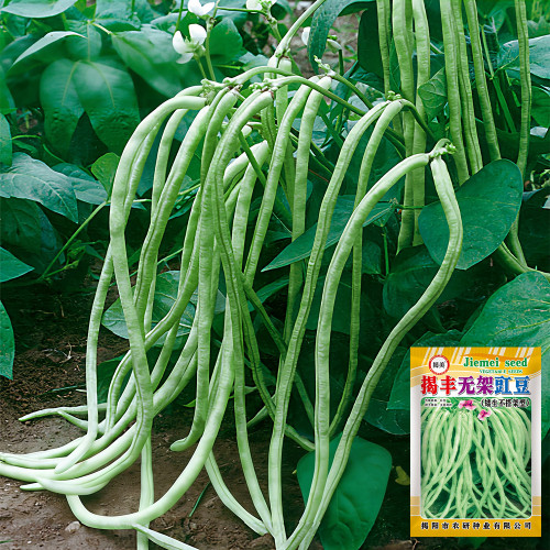 'Jiefeng' Dwarf Long Bean Seeds - Crisp Tender Pods, No-Trellis, High-Yield Variety for Garden