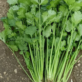 Yunxiang 369 Coriander Seeds - Rich Flavor, Uniform Yield, Easy to Grow, Stress-Resistant