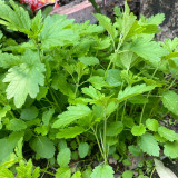 'Jiemei' Improved Motherwort Seeds - High Yield, Heat Tolerant, Easy to Cultivate, Superior Commercial Quality