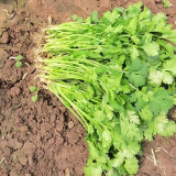 'Jiefeng' Large-Leaf Coriander Seeds - High-Yield, Fast-Growing, Rich-Aromatic, Adaptable, Easy-to-Grow