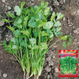 'Jiefeng' Large-Leaf Coriander Seeds - High-Yield, Fast-Growing, Rich-Aromatic, Adaptable, Easy-to-Grow