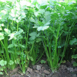 'Jiefeng' Large-Leaf Coriander Seeds - High-Yield, Fast-Growing, Rich-Aromatic, Adaptable, Easy-to-Grow