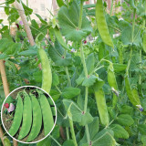 'Improved 604' Snow Pea Seeds - Mid-Season, High-Yield, Large Straight Pods, Adaptable Variety