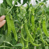 'Improved 604' Snow Pea Seeds - Mid-Season, High-Yield, Large Straight Pods, Adaptable Variety