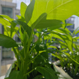 Trident Water Spinach Seeds - High Yield, Flexible Cultivation, Quick Harvest, High Commercial Value