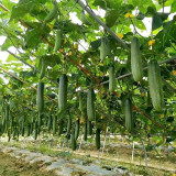 'Jiefeng No.8' Cucumber Seeds | F1 Hybrid, Uniform Fruit, Early-Mid Season, Heat & Disease Tolerant, Stable Yield