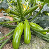 'Yalimei' Zucchini Seeds - Mid-Early Maturing, High Yield, Cold Tolerant, Disease Resistance & Extended Harvest Period