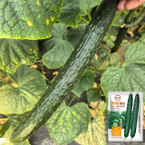 'Boya 816' Cucumber Seeds - Crisp Sweet Flesh, Vigorous Growth, High Fruit-Setting Rate, Strong Disease Resistance