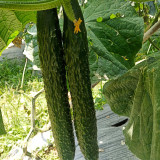 'Boya 816' Cucumber Seeds - Crisp Sweet Flesh, Vigorous Growth, High Fruit-Setting Rate, Strong Disease Resistance