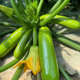 'Yalimei' Zucchini Seeds - Mid-Early Maturing, High Yield, Cold Tolerant, Disease Resistance & Extended Harvest Period