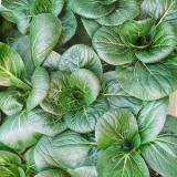 'Suzhou Green' Black-leaf Dwarf Bok Choy Seeds - High-Yielding, Disease-Resistant, Heat & Cold Tolerant