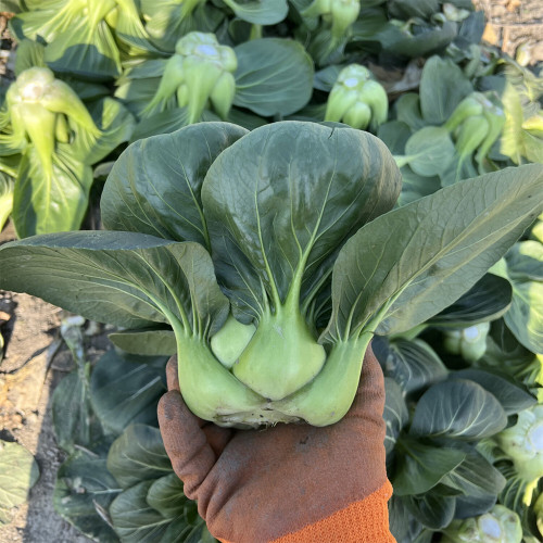 'Suzhou Green' Black-leaf Dwarf Bok Choy Seeds - High-Yielding, Disease-Resistant, Heat & Cold Tolerant
