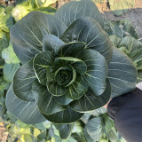'Suzhou Green' Black-leaf Dwarf Bok Choy Seeds - High-Yielding, Disease-Resistant, Heat & Cold Tolerant