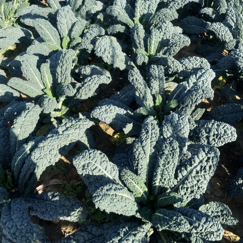 Dinosaur Kale Seeds - Cold-Tolerant Hybrid Variety, Flexible Planting Seasons, High Yield