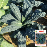 Dinosaur Kale Seeds - Cold-Tolerant Hybrid Variety, Flexible Planting Seasons, High Yield