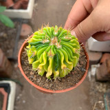Echinofossulocactus Multicostatus f. Variegata | Rare Wavy Ribs Cactus, Perfect for Indoor & Small Spaces
