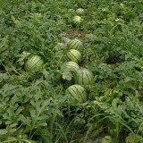 'Huang Xiaoyu' Watermelon Seeds - A hybrid variety, crisp and juicy, with stable yield and easy cultivation