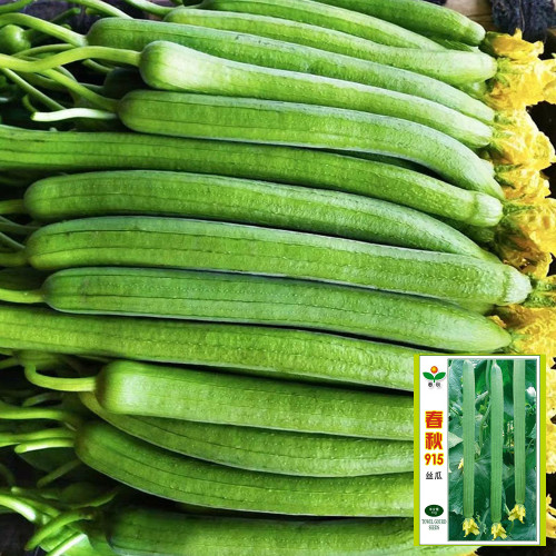 Spring-Autumn 915 Luffa Seeds - Premium variety, long harvest period, suitable for home and commercial cultivation