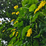 Spring-Autumn 915 Luffa Seeds - Premium variety, long harvest period, suitable for home and commercial cultivation