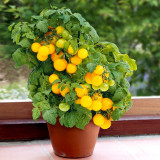 Potted Dwarf Yellow Tomato Seeds - High-Yielding, Compact Balcony Cherry Tomato Plant for Home Gardening