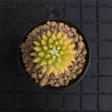 Variegated Mammillaria Cactus | Rare Yellow Variegated Live Succulent Plant, Low Maintenance Indoor Desk Decor