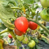 'Jingfan Fenxing No.2' Tomato Seeds - Pink Cherry Tomato Hybrid, Early-Maturing, High-Yielding, Indeterminate