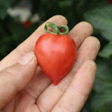 'Jingfan Fenxing No.2' Tomato Seeds - Pink Cherry Tomato Hybrid, Early-Maturing, High-Yielding, Indeterminate