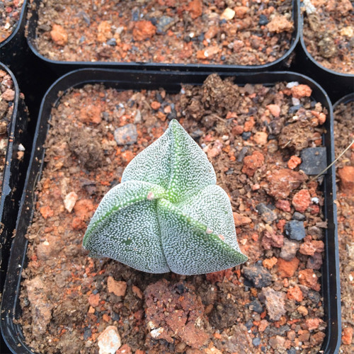 Triangular Bishop's Cap Cactus – Astrophytum Tricostatum, Low-Maintenance , Rare 3-Ribbed Succulent