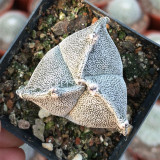 Triangular Bishop's Cap Cactus – Astrophytum Tricostatum, Low-Maintenance , Rare 3-Ribbed Succulent