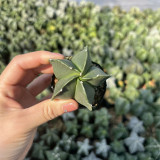 Pentagonal Glazed Bishop's Cap Cactus - Astrophytum Myriostigma Nudum, Low-Maintenance Rare Succulent
