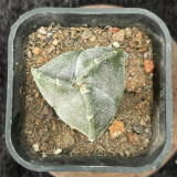 Triangular Bishop's Cap Cactus – Astrophytum Tricostatum, Low-Maintenance , Rare 3-Ribbed Succulent