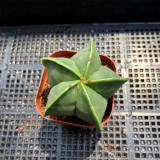 Pentagonal Glazed Bishop's Cap Cactus - Astrophytum Myriostigma Nudum, Low-Maintenance Rare Succulent