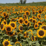 'Little Black Bear' Ornamental Sunflower Seeds - Unique Ornamental Variety, Fast-Growing, Ideal for Cut Flowers
