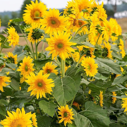'Smiling Face' Ornamental Sunflower Seeds - Single-Petal Premium Variety, Easy to Grow, Suitable for All Growers