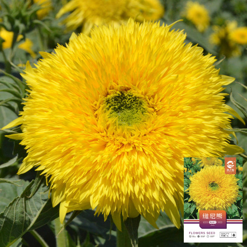 'Winnie Bear' Ornamental Sunflower Seeds - Premium Variety, Ideal for Balcony Gardens and Fresh Cut Flower Arrangements